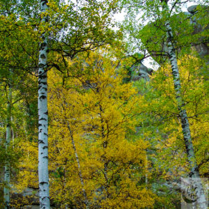 A view of a Siberian forest with the leaves turning gold for fall.