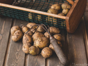 Freshly harvested potatoes. Freshly harvested potatoes.