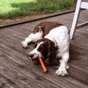 Chloe chewing on a carrot. Chloe chewing on a carrot.