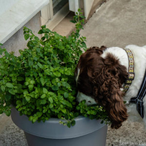 Chloe dog harvesting herbs. Chloe dog harvesting herbs.