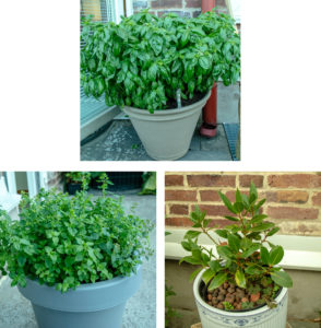 Basil, oregano and bay plants. Basil, oregano and bay plants.