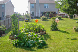Our US garden. Our US garden.