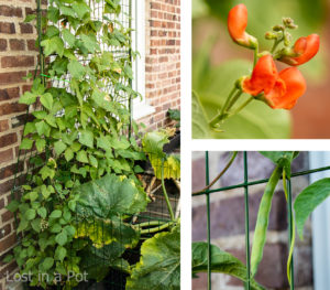 Green beans growing vertical. Green beans growing vertical.