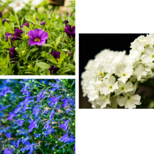 Flowers in the herb'n' garden. Flowers in the herb'n' garden.