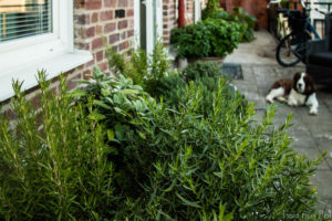 Our Herb'n' garden. Our Herb'n' garden.
