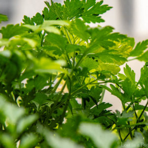 Parsley growing in a pot. Parsley growing in a pot.