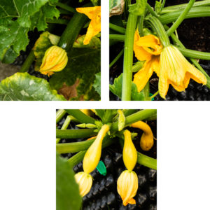 Our garden squashes. Our garden squashes.