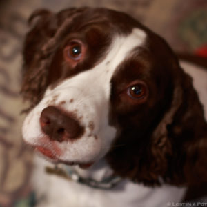 Chloe dog wishing for peace and goodwill to all and to all a very Merry Christmas. Chloe dog wishing for peace and goodwill to all and to all a very Merry Christmas.