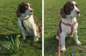 Chloe dog before and after grooming shot. Chloe dog before and after grooming shot.