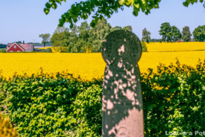 Rapeseed blossoms of Skåne, Sweden. Rapeseed blossoms of Skåne, Sweden.