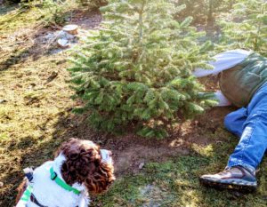 Chloe dog supervising the cutting of the tree. Chloe dog supervising the cutting of the tree.