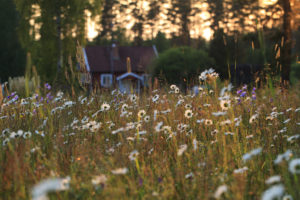 Jonas Forsberg/Folio/imagebank.sweden.se Swedish Summer wildflowers