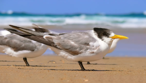 Crested_tern444_edit Ross Elliott / CC BY (https://creativecommons.org/licenses/by/2.0)