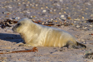 Seal pup. Image by: Andreas Trepte Andreas Trepte / CC BY-SA (https://creativecommons.org/licenses/by-sa/2.5)