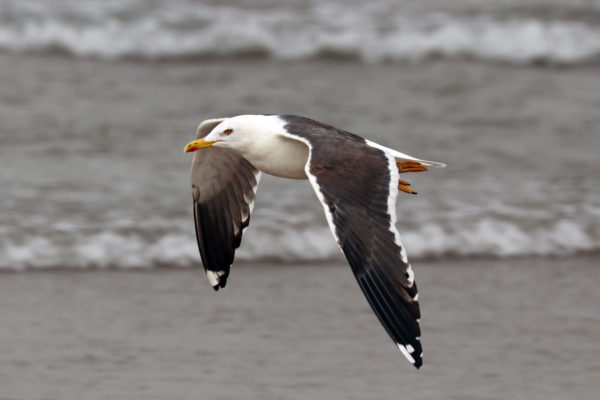 Lesser_black-backed_gull_(Larus_fuscus_graellsii) Charles J Sharp / CC BY-SA (https://creativecommons.org/licenses/by-sa/4.0)