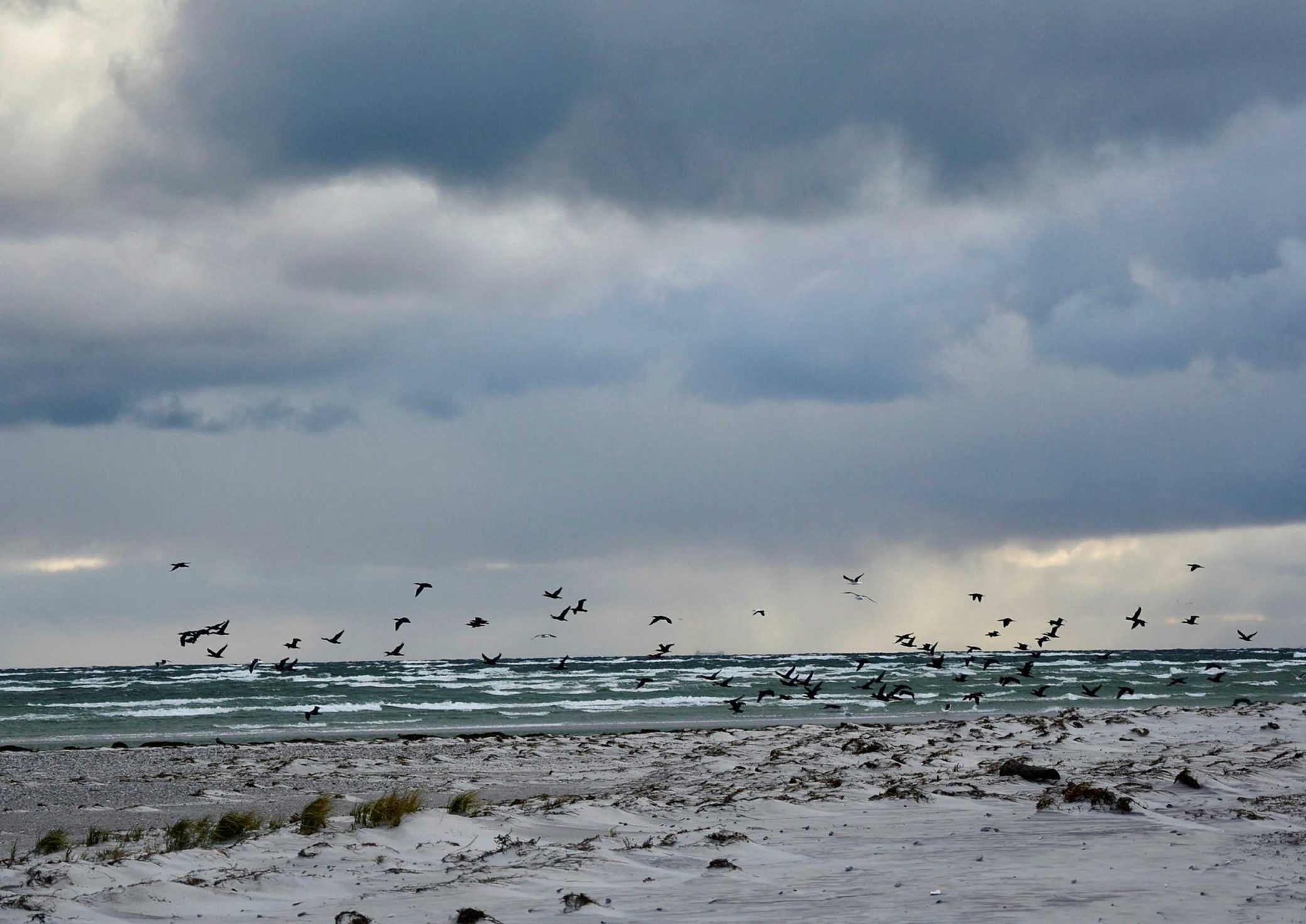 by Elin Wrethov birds over maklappen by Elin Wrethov birds over maklappen.jpg