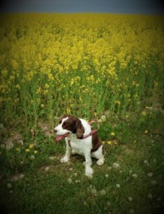 2020 Clo in the rapeseed blossoms image by Ron of Lost in a Pot. 2020 Clo in the rapeseed blossoms image by Ron of Lost in a Pot.