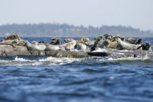Balt Gray seals. Image by Jörgen Wiklund/imagebank.sweden.se Jörgen Wiklund/imagebank.sweden.se