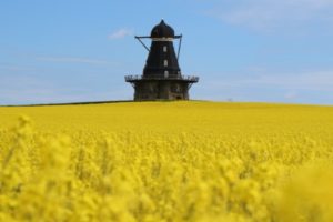 2020 rapeseed blossom image by Ron of Lost in a Pot. 2020 rapeseed blossom image by Ron of Lost in a Pot.