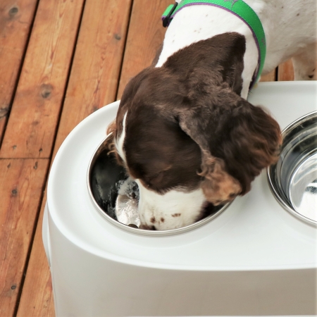 Little Miss Chloe dog eating her kibbles and whey. Little Miss Chloe dog eating her kibbles and whey.