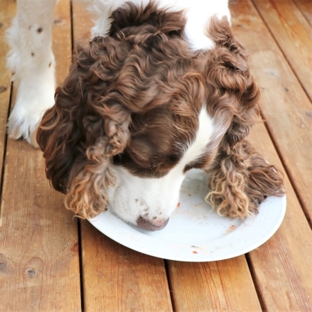 Chloe girl licking the pizza plate... Chloe girl licking the pizza plate...